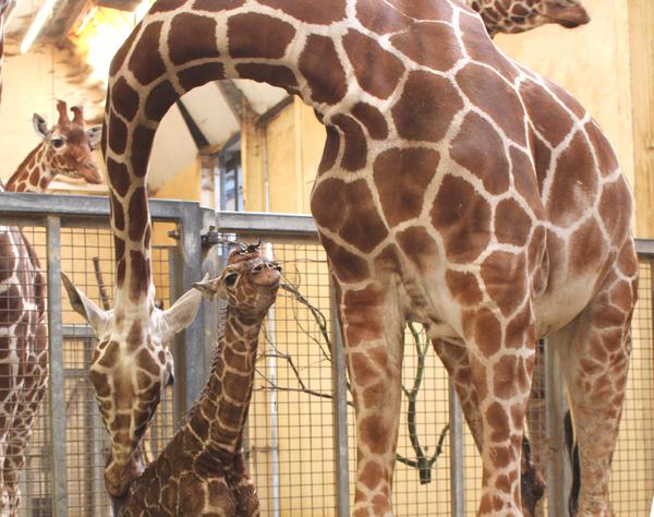 Adorable baby giraffe born at Whipsnade Zoo just in time for Mother's ...