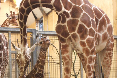 Baby giraffe born in Whipsnade Zoo