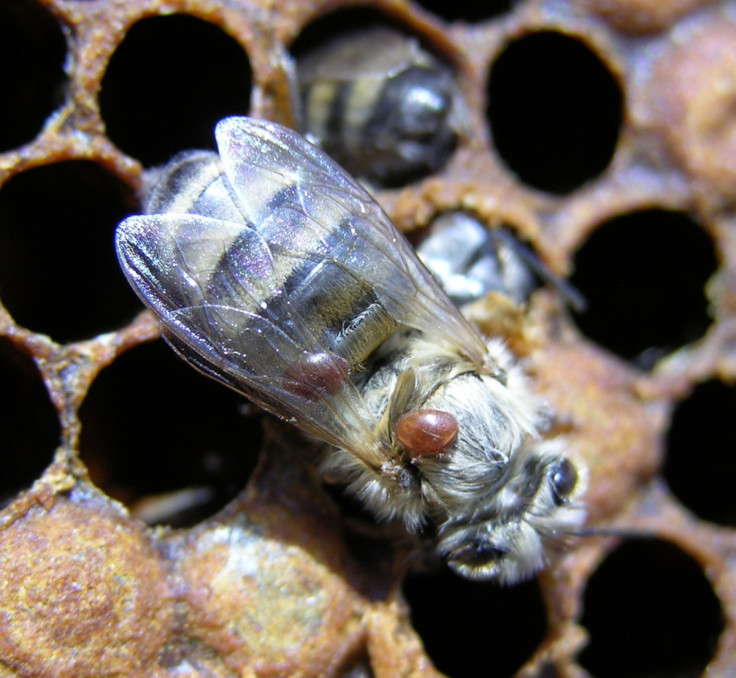 Varroa mites