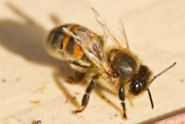 Deformed wing virus