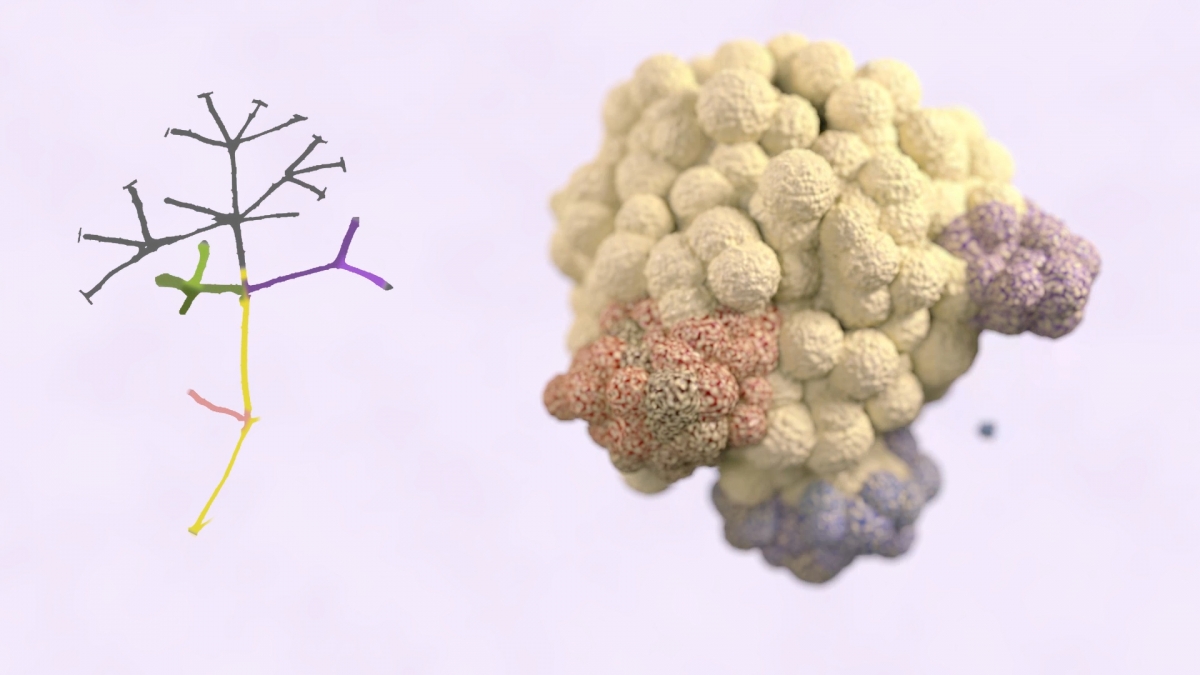 Cancer Research UK explains how immune cells could tackle tumours Cancer Research UK explains how immune cells could tackle tumours