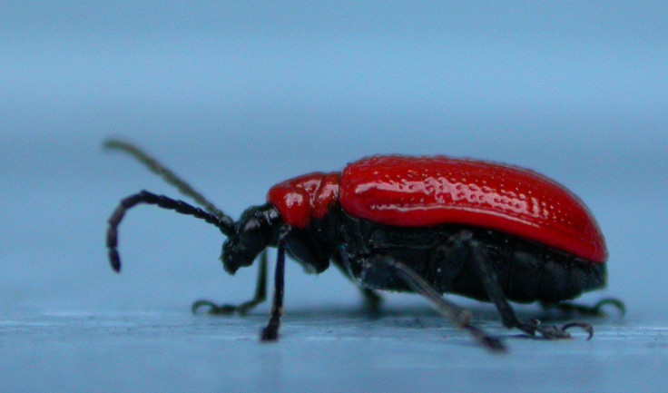 Lily beetle