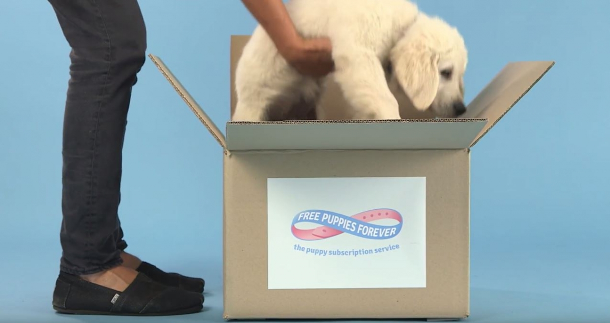 Seeing Eye Dogs Australia wants to give you a free puppy