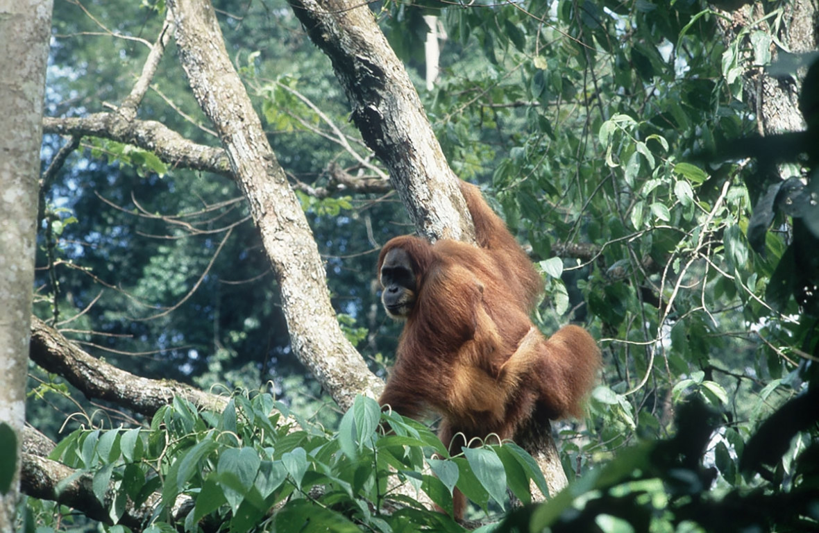 Sumatran orangutan Sumatran orangutan