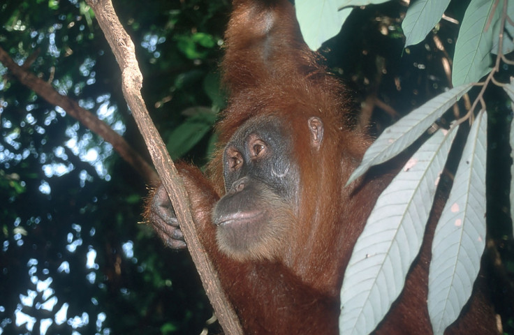 Sumatran orangutan