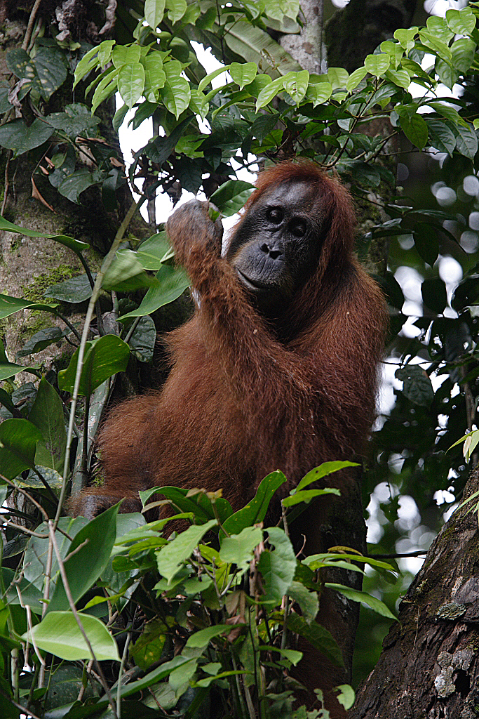  Sumatran orangutan  population double previous estimates 