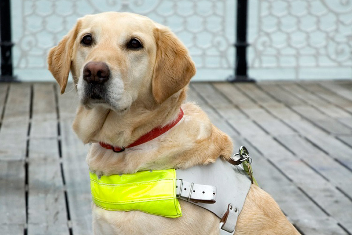 'You should be dead': Elderly British woman launches attack on blind ...