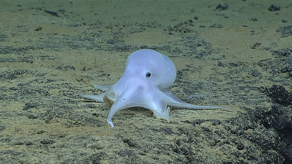 Newly discovered ghost-like deep sea octopus fondly dubbed Casper could be new species Newly discovered ghost-like deep sea octopus fondly dubbed Casper could be new species