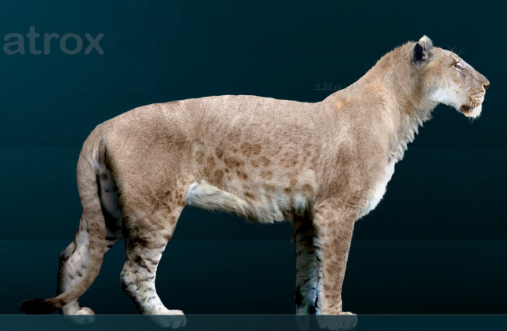 American Cave Lion