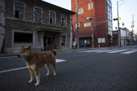 abandoned dog fukushima exclusion zone