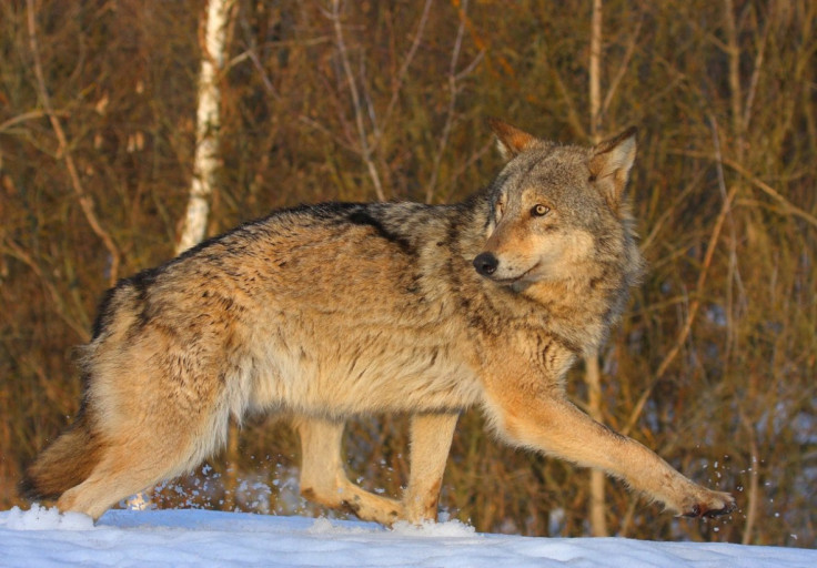 chernobyl wildlife