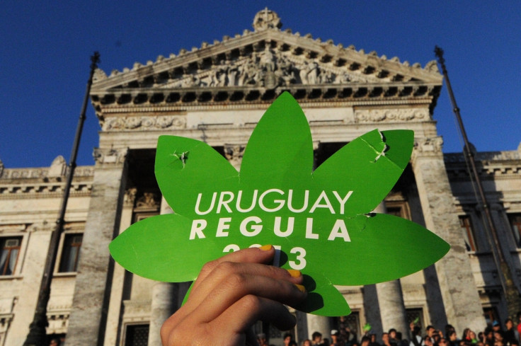 Uruguay cannabis 