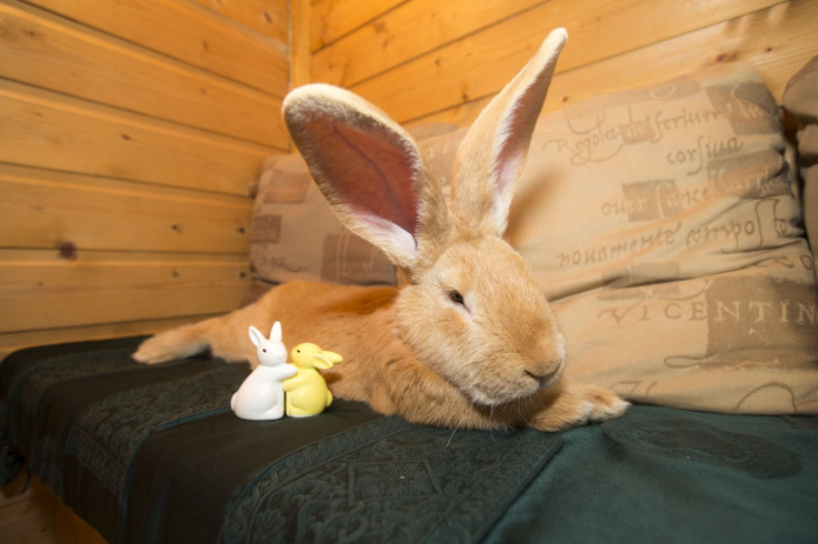 atlas the continental giant rabbit