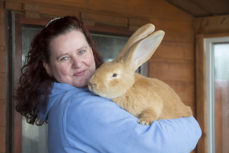 atlas the giant rabbit with new owner