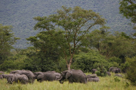 Virunga elephants