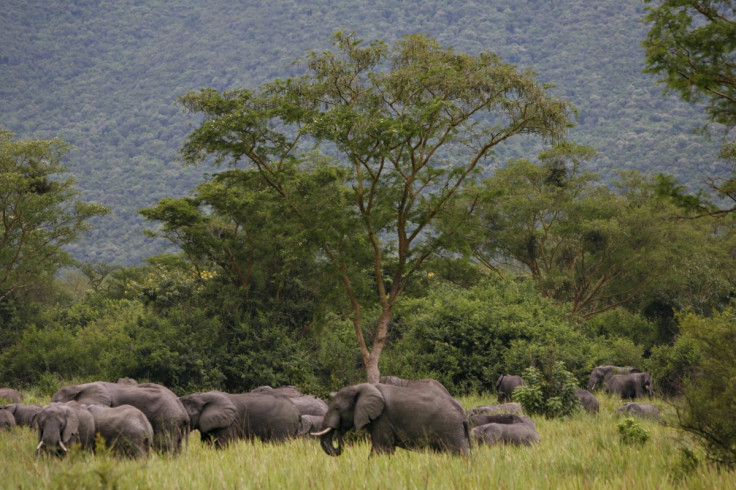 Virunga elephants