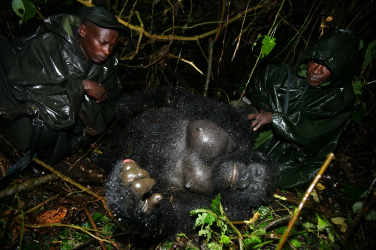 Virunga gorilla