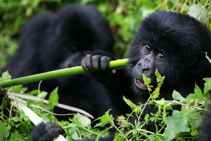 Virunga gorilla