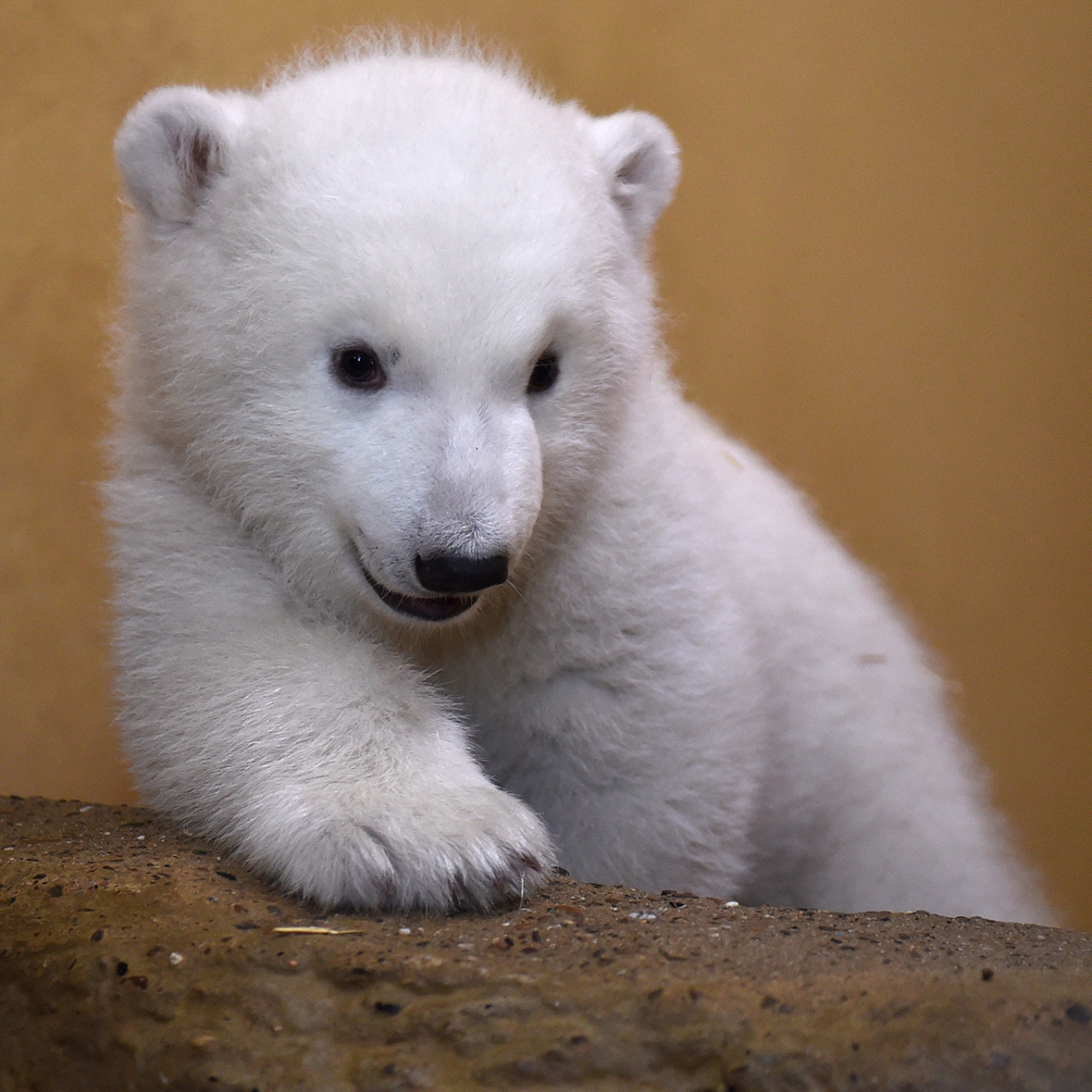 Pictures Of Polar Bear Cubs - Glad Philis