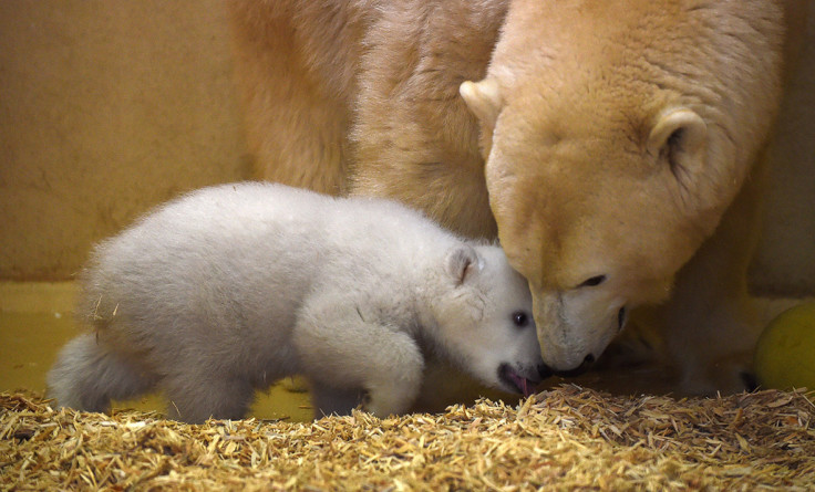 polar bear cub