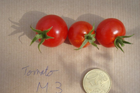 mars tomatoes