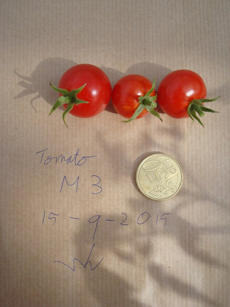 mars tomatoes