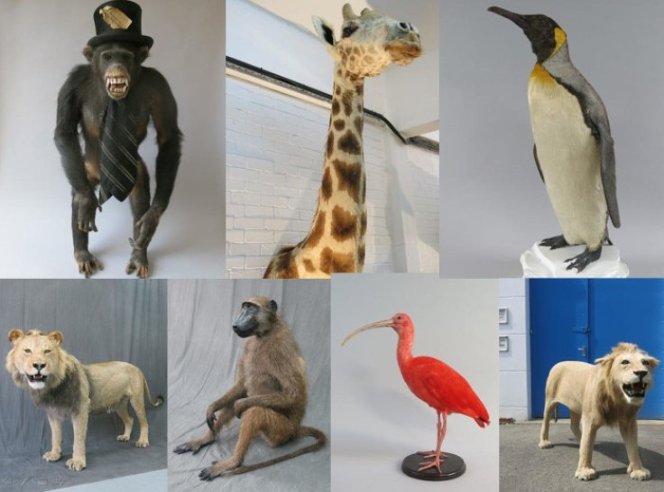 stuffed animals stolen taxidermy robbery