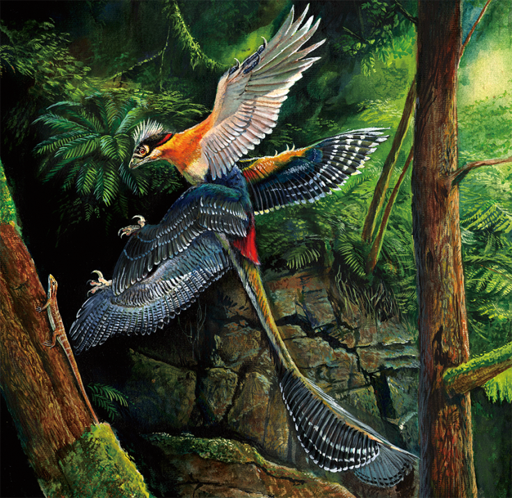 Microraptor