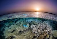 Underwater Photography Masterclass by Alex Mustard Underwater Photography Masterclass by Alex Mustard