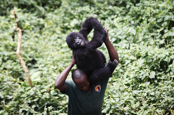 Virunga