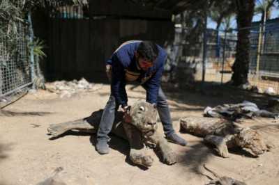 Gaza zoo animals