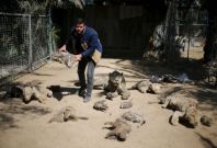 Gaza zoo animals