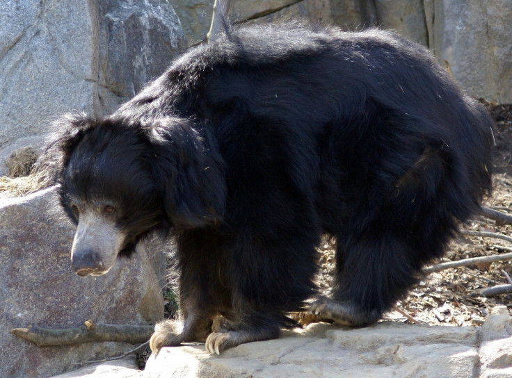 Sloth bear