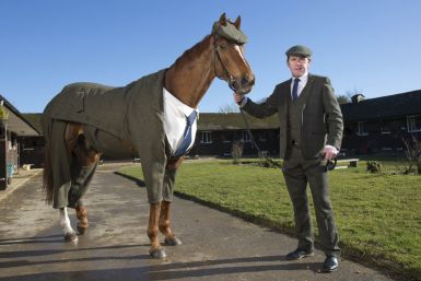 william hill cheltenham tweed horse