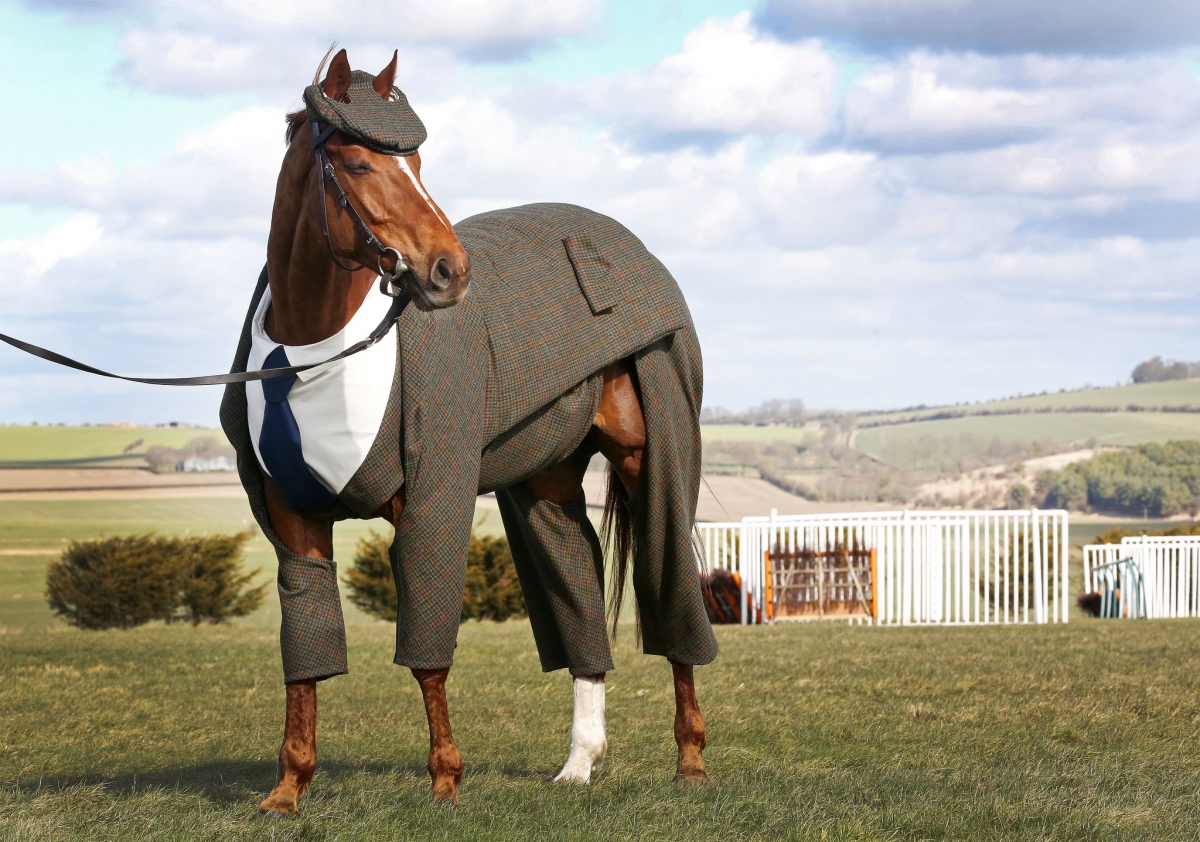 Cheltenham Festival 2016 The best dressed this year will be a horse in