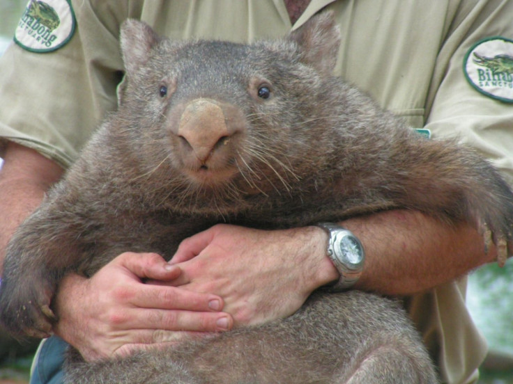 wombat