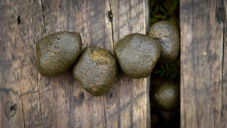 wombat poo cube