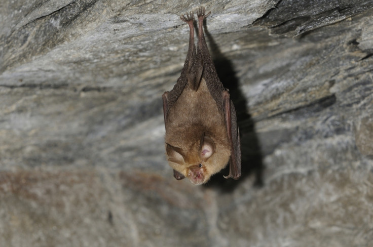 horseshoe bat