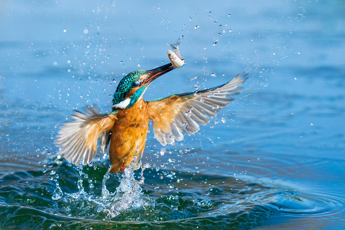 Sony World Photography Awards 2016: The best pictures from ...