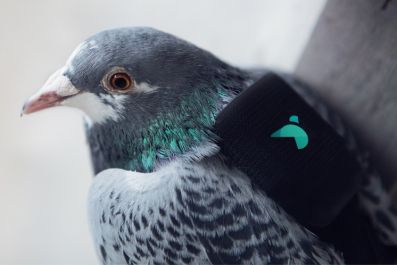 pigeon air patrol london pollution