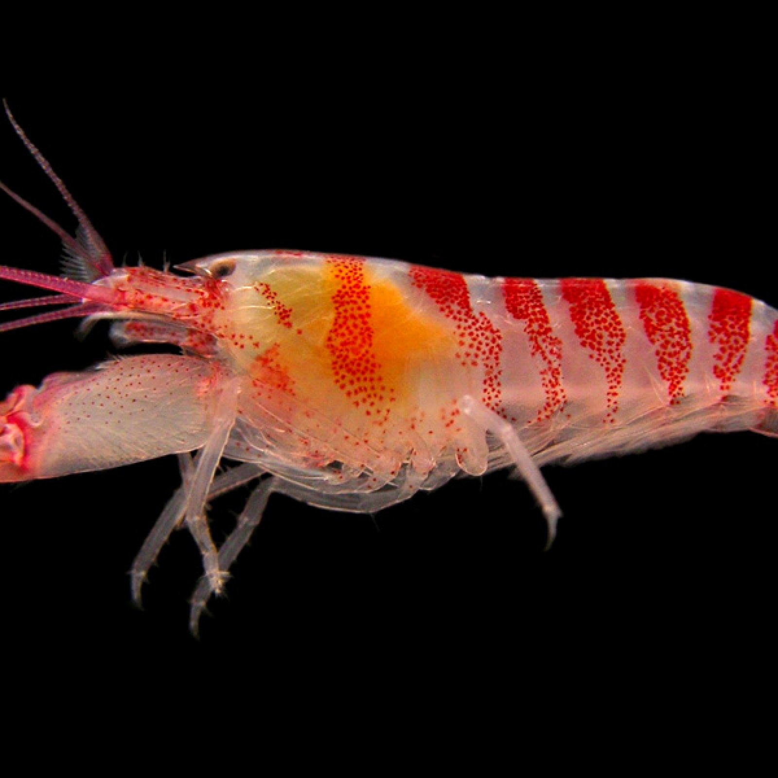 Live Shrimp In Ocean live-shrimp-in-ocean
