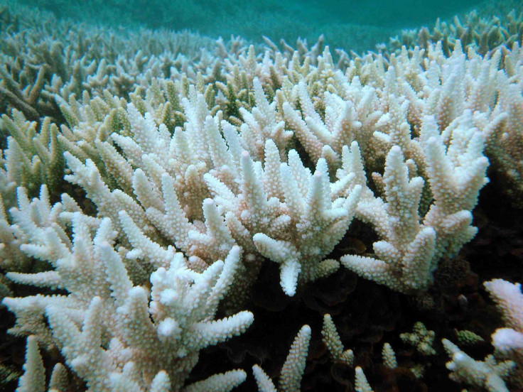 Coral bleaching