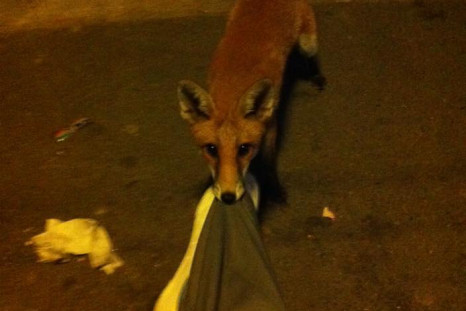 fox pulls man's trousers