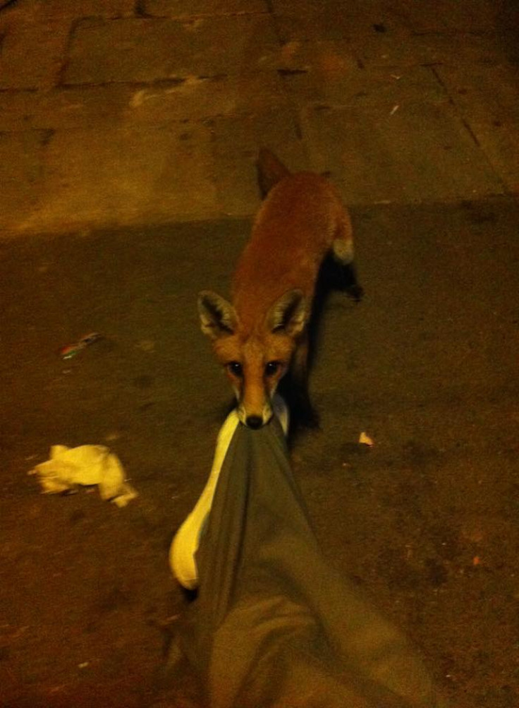 fox pulls man's trousers