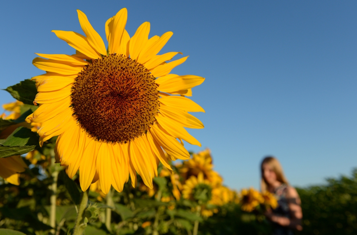 plants-can-adapt-to-global-warming-better-than-expected