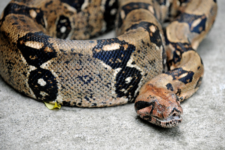 A boa in Santo Domingo de Heredia