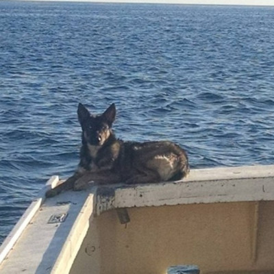 lost dog at sea