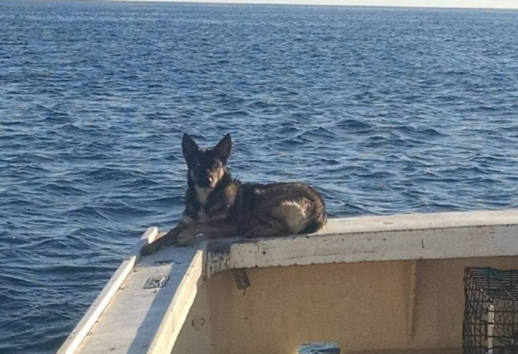 lost dog at sea