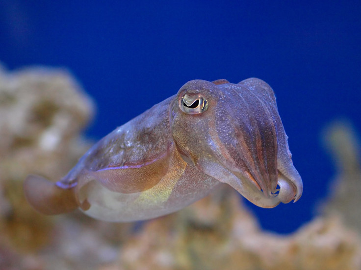 Cuttlefish