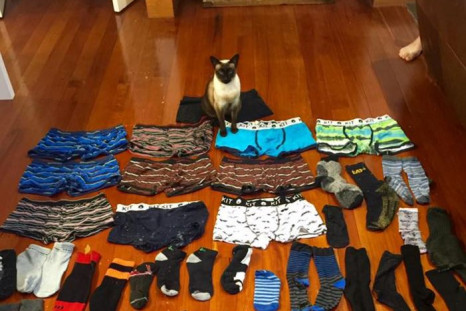 Brigit the underwear thieving cat